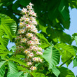 A chestnut