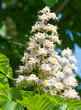 A chestnut