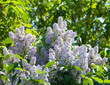 lilac