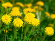 The dandeliones
