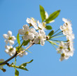 Cherry blossoms