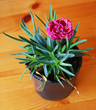Small carnation in a pot