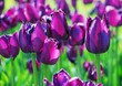 The tulips