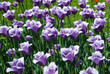 Field of tulips