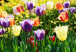 The multi-colored tulips