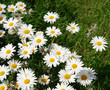 The camomiles