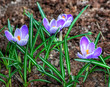 Crocus