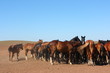 Horse herd grazing on the steppe red clay hills