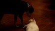 Cane gatto