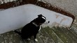 Cane sguardo