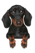 Mini dachshund. Close-up portrait Mini dachshund. Close-up portrait
