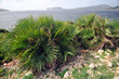 Dwarf palm - palmetto - (chamaerops humilis) Alghero Dwarf palm - palmetto - (chamaerops humilis) Alghero