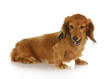 dog barking