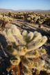 Cholla Cactus, Joshua Tree National Park, California
