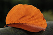 Autumn oak leaf detail Autumn oak leaf detail