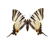 Iphiclides podalirius close up on a white background