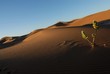 desert 2