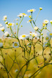 White camomiles White camomiles