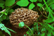 A spring morel