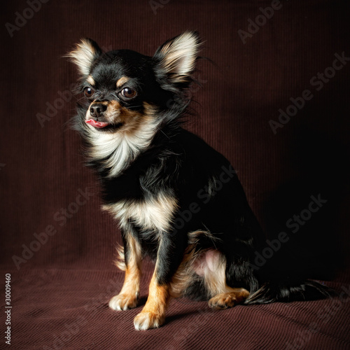 long haired chihuahua dog. Long-hair Chihuahua dog