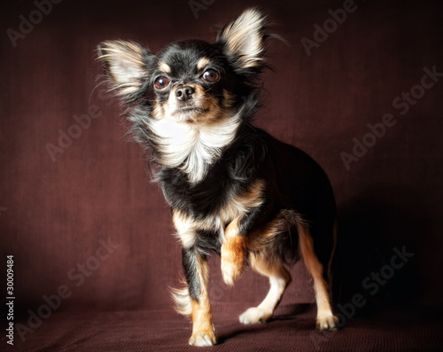 long haired chihuahua dog. Long-hair Chihuahua dog
