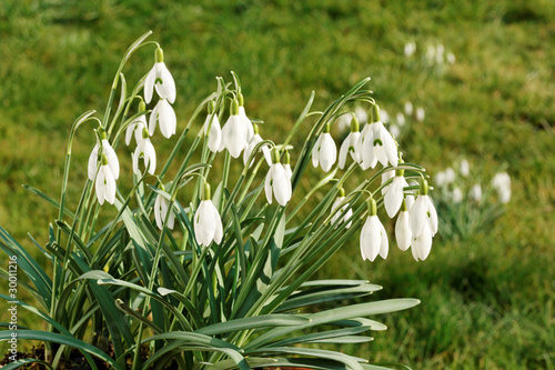 Photo: Snowdrops. Snowdrops.