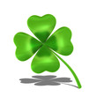 Four-leaf shamrock