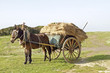 Horse with old fashioned cart in the countryside from Portugal Horse with old fashioned cart in the countryside from Portugal