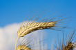 Photo: Ähre im Kornfeld Ähre im Kornfeld