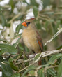 Female Northern Cardinal