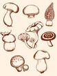 set of vintage forest mushrooms