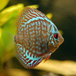 Roi de l'aquarium