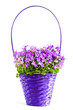 Flowers in basket