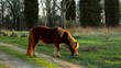 Cavallo