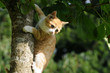 Katze am Baum