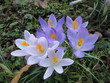 Krokusblüte Krokusblüte