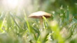 Video: ladybug flying in sun rays. ladybug flying in sun rays.