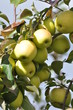 Hanging apples in a New England orchard
