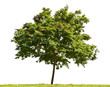 Tree isolated on white background