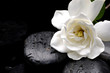 Still life macro of camellia Still life macro of camellia