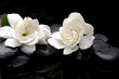 therapy stones with two camellia therapy stones with two camellia
