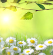 Daisy and the sun behind