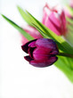 Tulips close up