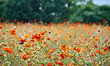 Blooming Cosmos at Hama Rikyu park in Tokyo Blooming Cosmos at Hama Rikyu park in Tokyo