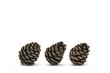 松かさ （conifer cone)