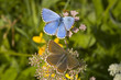 Female and male adonis blue(Polyommatus bellargus)