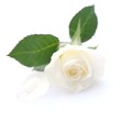 Weiße Rose