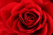 Rote Rose
