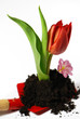 Eine Schaufel Frühling