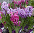 Photo: fleurs de jacinthes en macro fleurs de jacinthes en macro